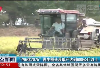 院士工作站試驗(yàn)基地開鐮測產(chǎn) 再生稻頭茬單產(chǎn)達(dá)到600公斤以上
